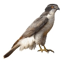 http://dasha46.narod.ru/Encyclopedic_Knowledge/Biology/Animals/Birds/1/Goshawk.jpg